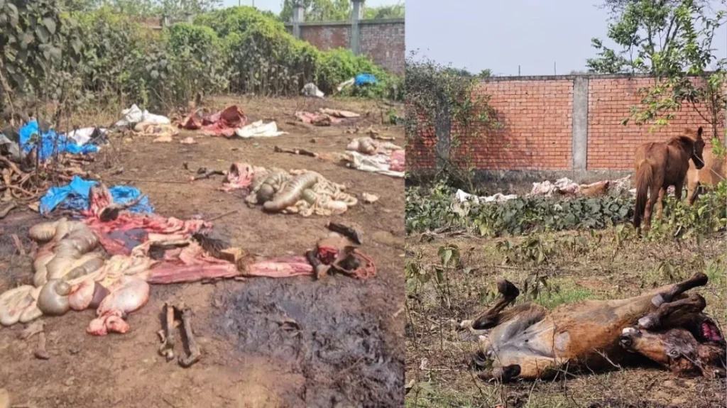 পূর্বাচলে গরুর মাংসের নামে ঘোড়া জবাই, ১২টি উদ্ধার