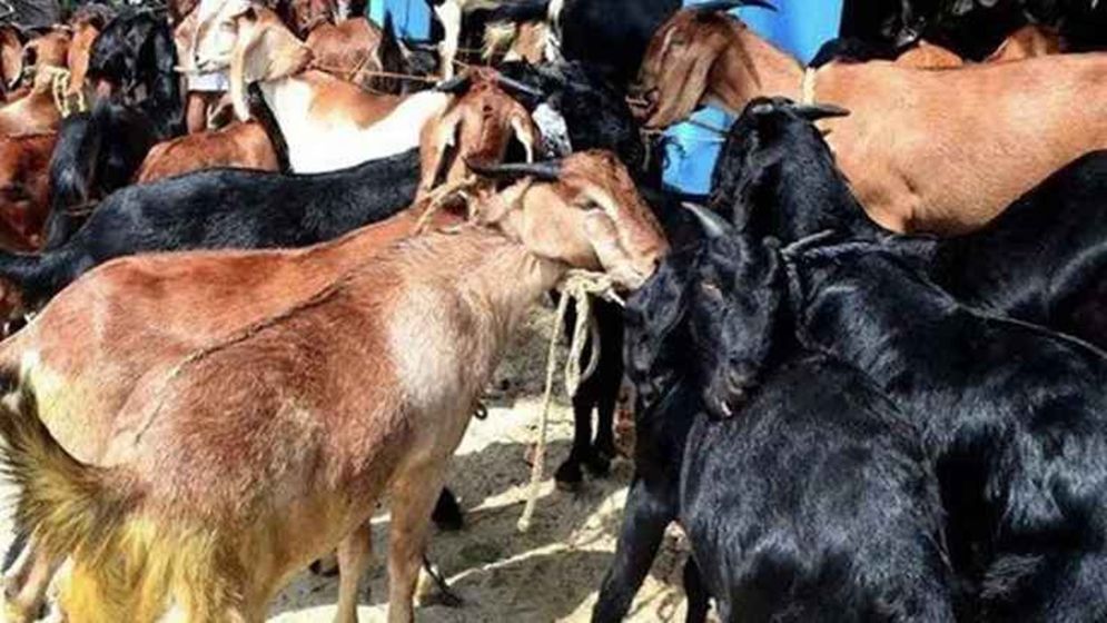 বাসের বাক্সে গাদাগাদি ৫৫ ছাগলের মৃত্যু, ১০ হাজার টাকা জরিমানা