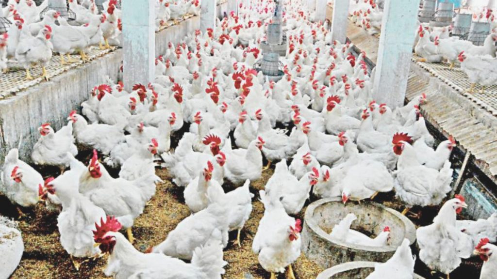 লোকসানের পর ঘুরে দাঁড়াচ্ছে পোল্ট্রি খাত, বাড়ছে মুরগির দাম