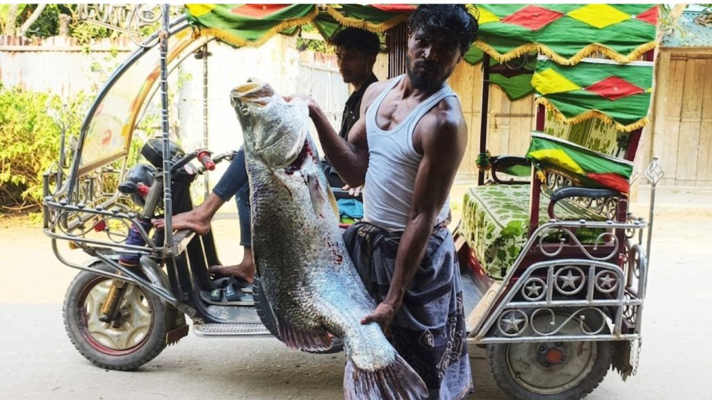 টেকনাফে ধরা পড়ল ১৬ কেজির বিরল কোরাল মাছ