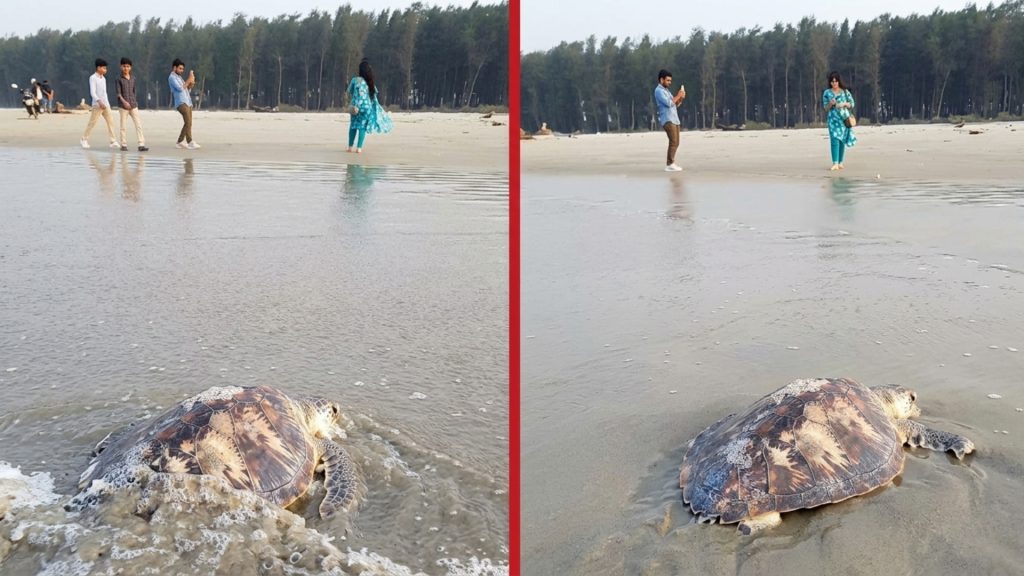 কুয়াকাটা সৈকতে ৪০ কেজির মা কচ্ছপের মৃত্যু, তদন্তে বন বিভাগ