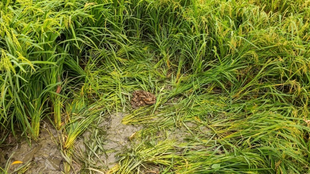 টাঙ্গাইলে নৃশংসতা, হাত-পা বাঁধা অবস্থায় মিলল তরুণী