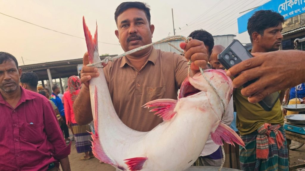 পদ্মায় ধরা পাঙাশ, ২৫ কেজির মাছ বিক্রি সাড়ে ৫২ হাজারে