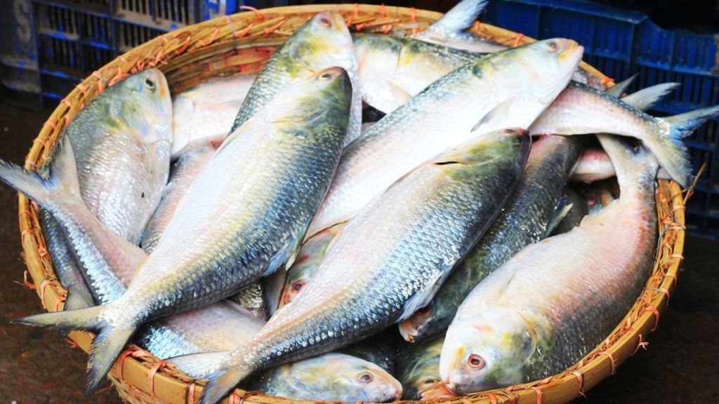 বর্ষবরণে ইলিশের দামে রেকর্ড, মণপ্রতি ছাড়াল ৩ লাখ টাকা