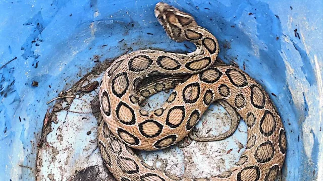 রাসেল ভাইপার ধরতে গিয়ে ভয়াবহ ঘটনা, আহত যুবক হাসপাতালে ভর্তি