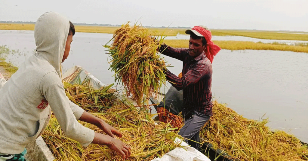 হাওরের ফসল বাঁচাতে প্রাণপণ লড়াই, দুশ্চিন্তায় কৃষকরা