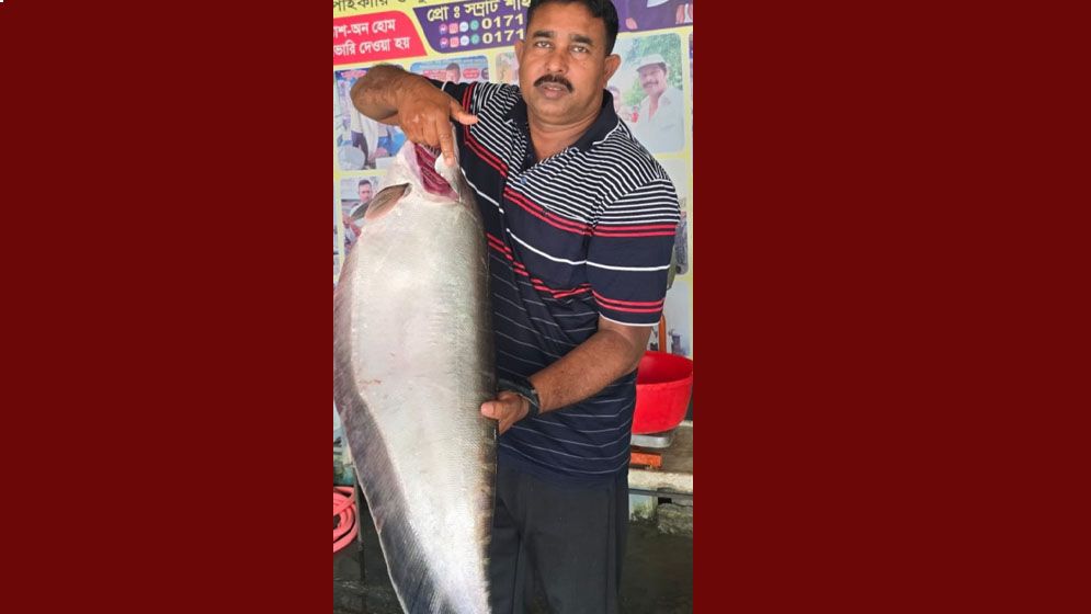 পদ্মায় ধরা ৯ কেজির চিতল, নিলামে বিক্রি ১৪ হাজার টাকায়