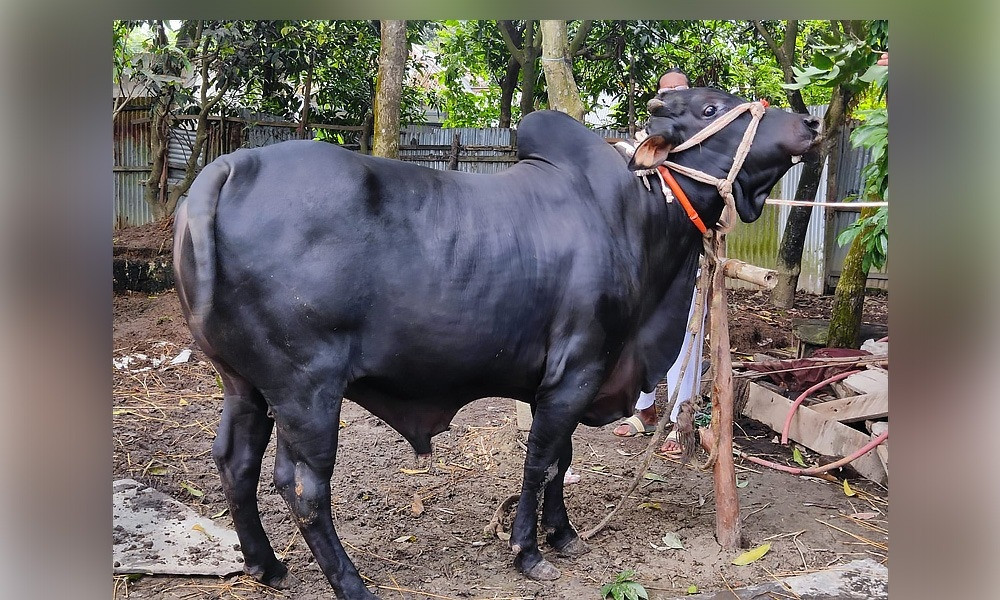 কুমিল্লায় আলোচনায় ৯ মণ ওজনের ‘কালাবাহাদুর’