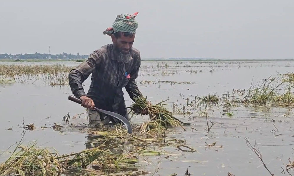 পানির নিচে ১০ হাজার হেক্টর জমির ধান, হাওরে বিপর্যয়
