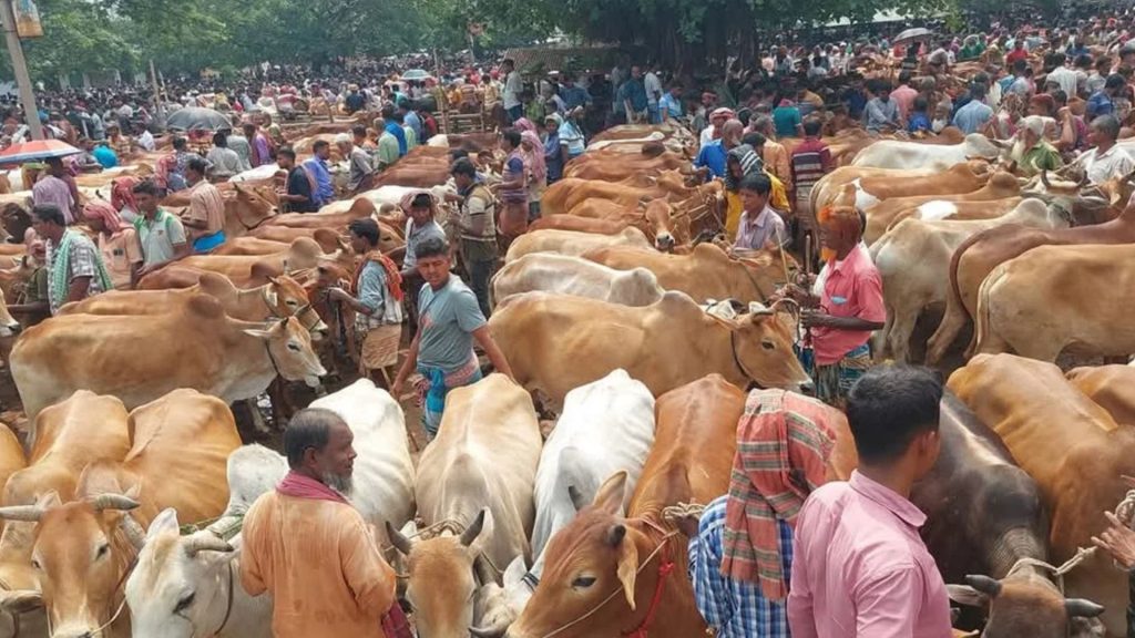 ঈদে ঢাকায় ২৭ পশুর হাট প্রস্তুতি প্রায় শেষ পর্যায়ে