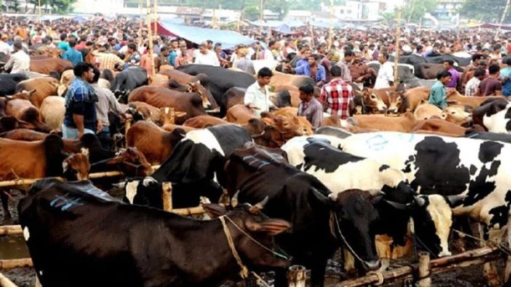 ঈদে পশু পরিবহনে নতুন নির্দেশনা কড়াকড়ি থাকছে নিয়মে
