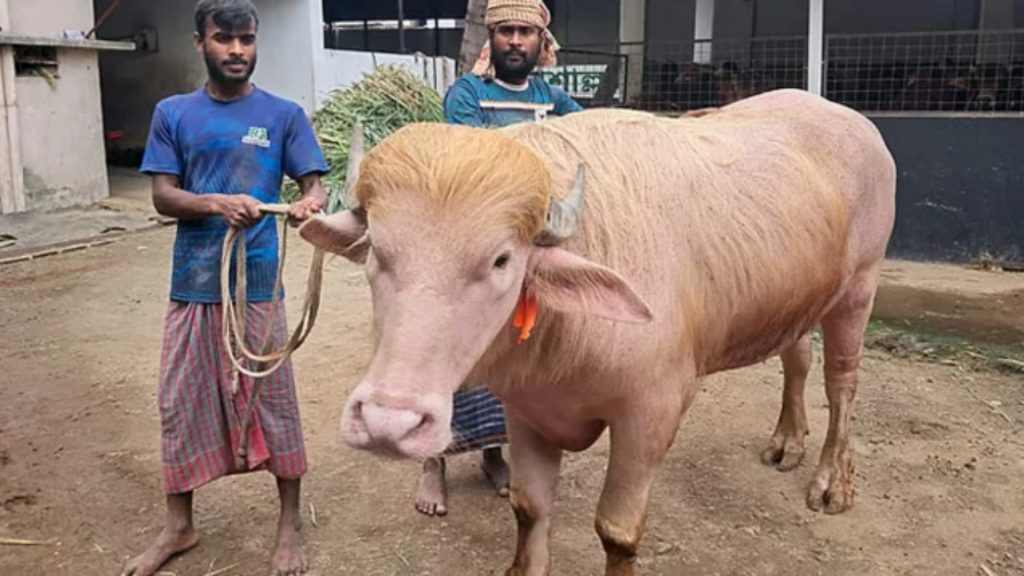 নারায়ণগঞ্জে ‘ট্রাম্প’ নামের মহিষে সবার নজর