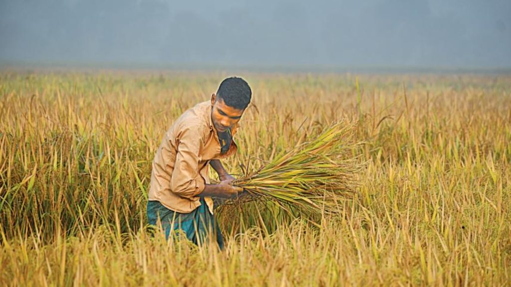 মাঠে মাঠে ধান কাটার ধুম তবে কৃষকের কপালে চিন্তার ভাঁজ