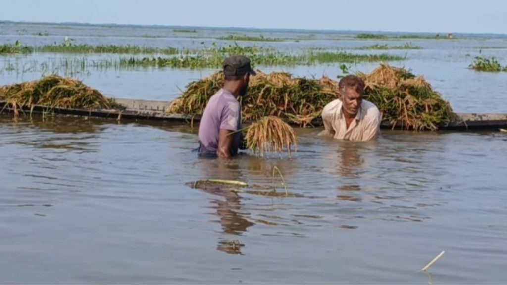 মৌলভীবাজারে বৃষ্টিতে ডুবল ধান ক্ষতি ৫০ কোটি টাকা