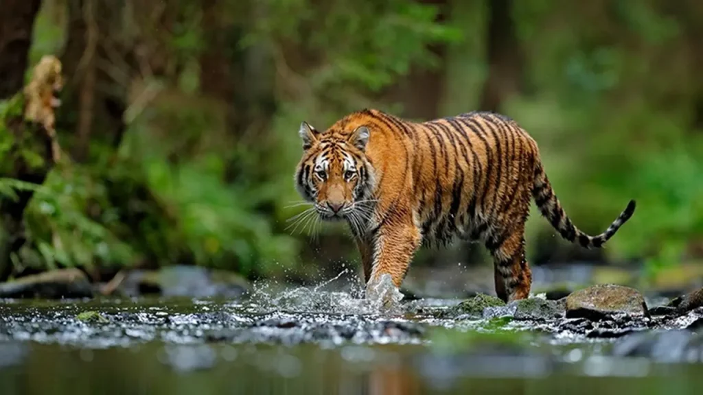 সুন্দরবনের বাঘ সংরক্ষণে সরকারের কঠোর অবস্থান