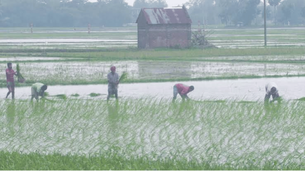 রোপা আমন মৌসুমে তীব্র সার সংকট হতাশ ও ক্ষুব্ধ কৃষক
